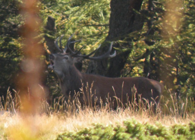 Strategie riproduttive del cervo (Cervus elaphus)